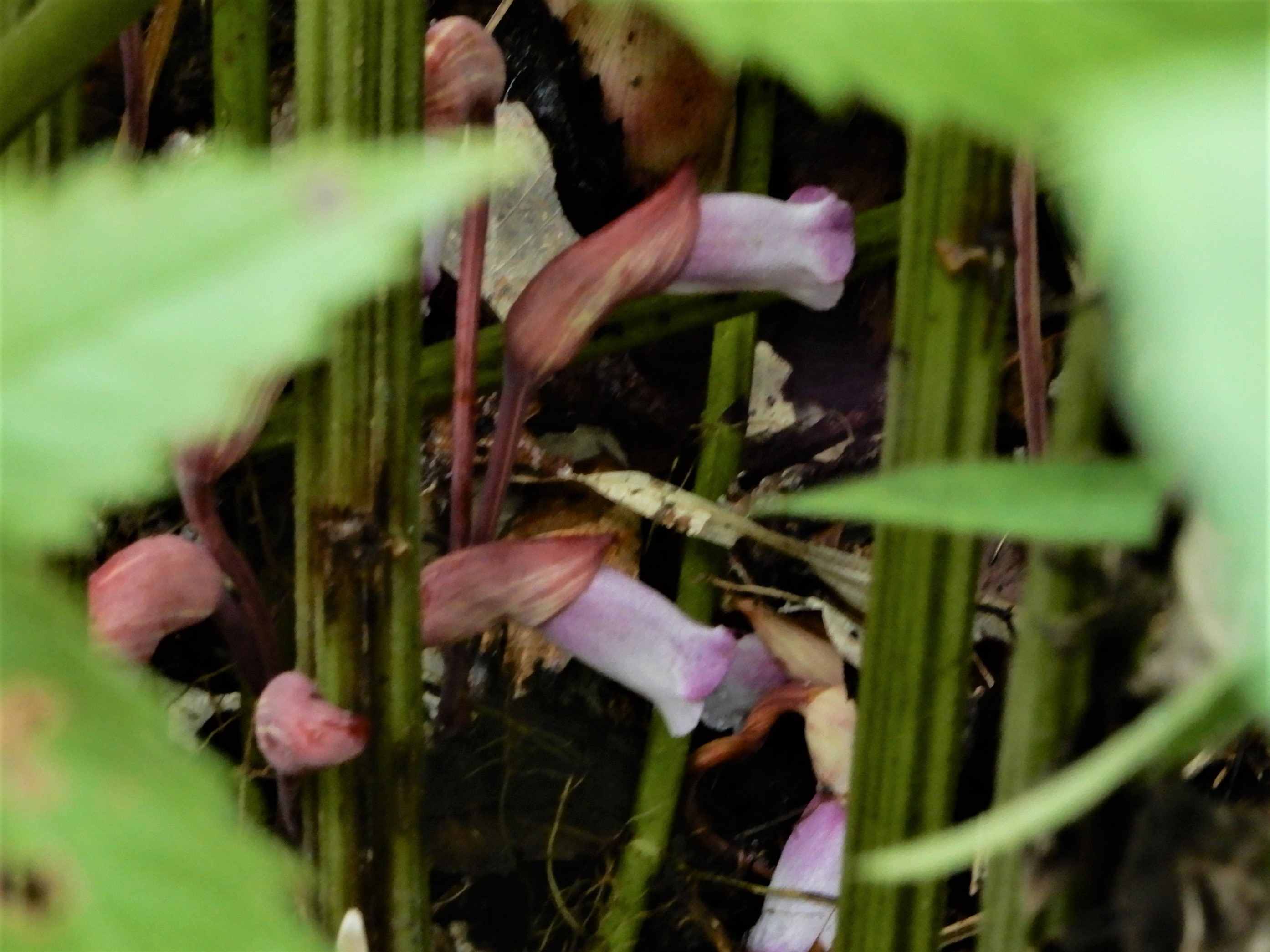 森の植物の歳時記》 ［107］ 【ナンバンギセル（南蛮煙管）】｜公益財団法人 ニッセイ緑の財団